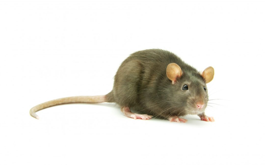 5 Simple Tips to Prevent Rat Infestations At Your Home And Office