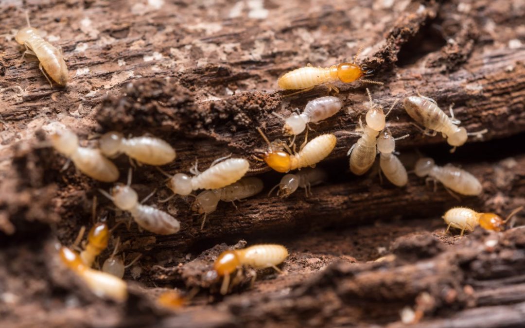 Get Complete Peace of Mind with Complete Pest and Termite Protection