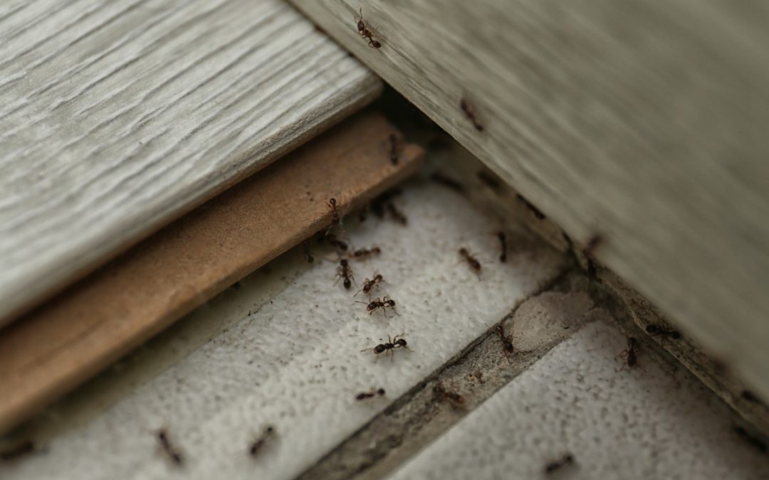 What Can You Do to Your Home to Make It a Fortress Against Pests?