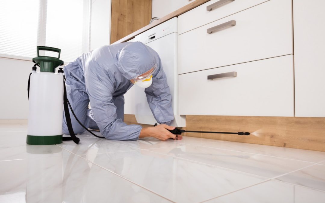 Risks You Can Face Due To Poor Pest Control In Your Home