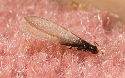 3 Important Facts to Know About Flying Termites